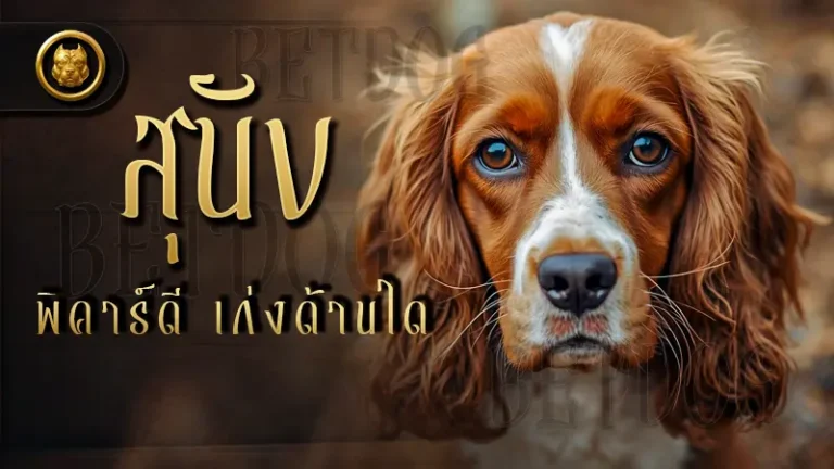 สุนัขพิคาร์ดี เก่งด้านใด