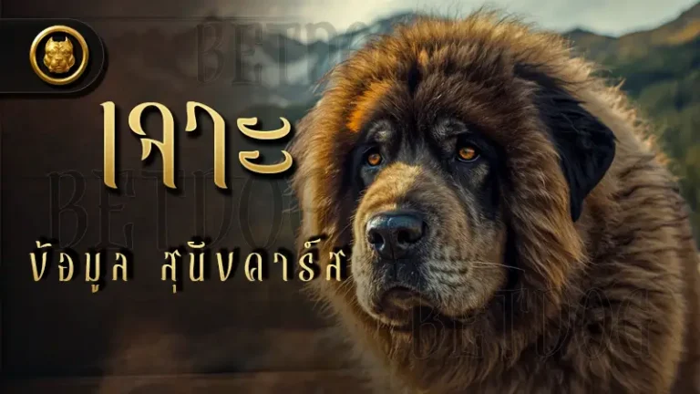 เจาะข้อมูล สุนัขคาร์ส