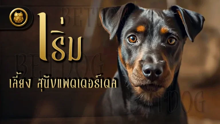เริ่มเลี้ยง สุนัขแพตเตอร์เดล