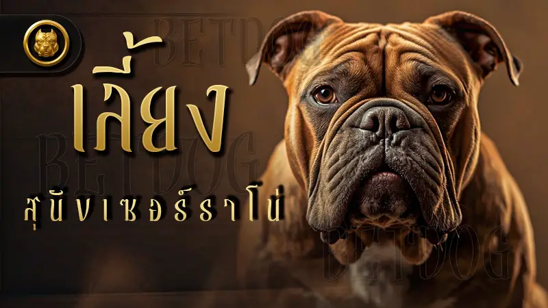 เลี้ยง สุนัขเซอร์ราโน่