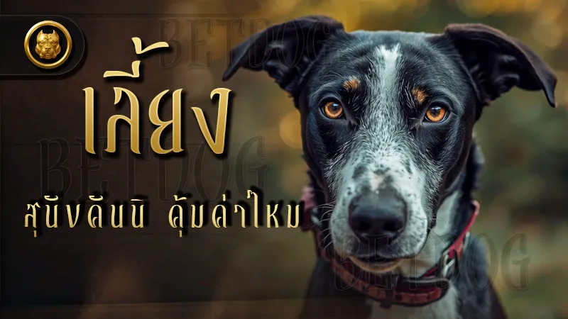 เลี้ยงสุนัขคันนิ คุ้มค่าไหม