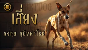 เสี่ยงลงทุน สุนัขฟาโรห์