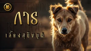 การเลี้ยง สุนัขมูดิ