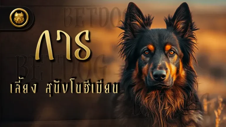 การเลี้ยง สุนัขโบฮีเมียน