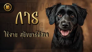 การใช้งาน สุนัขมาร์คีสเจ