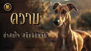 ความน่าสนใจ สุนัขอิบิซาน