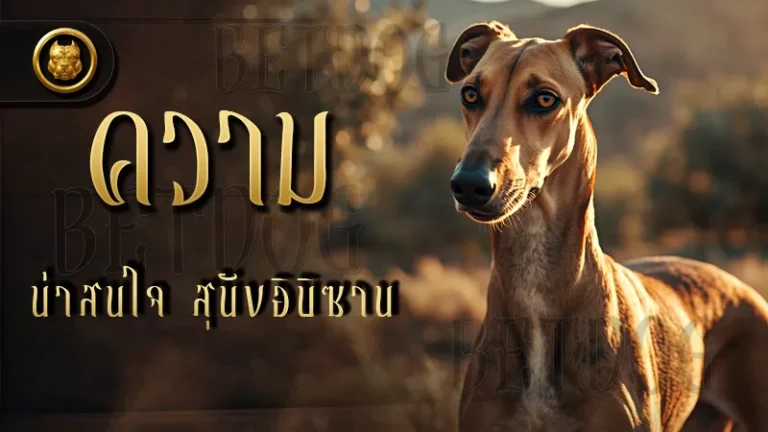 ความน่าสนใจ สุนัขอิบิซาน