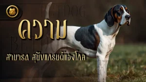 ความสามารถ สุนัขแกรนด์แองโกล