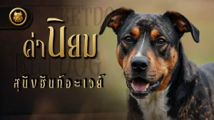 ค่านิยม สุนัขฮันท์อะเวย์