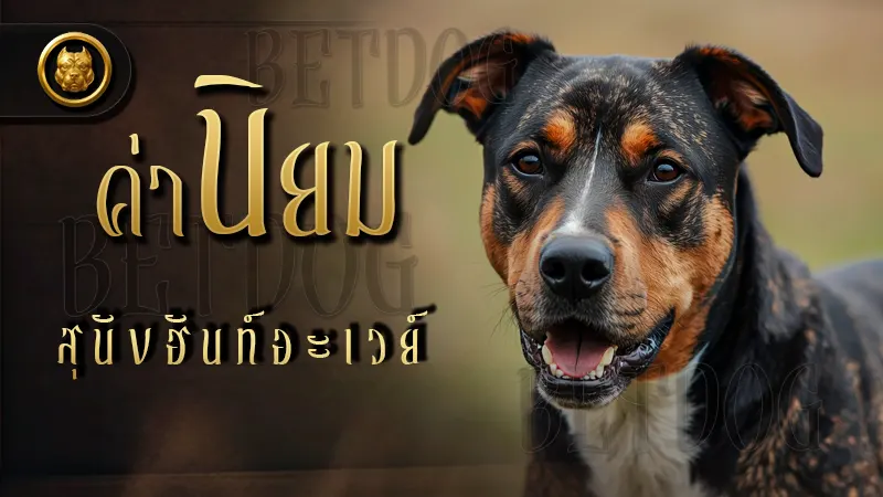 ค่านิยม สุนัขฮันท์อะเวย์