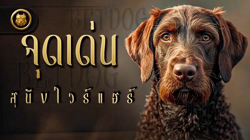 จุดเด่น สุนัขไวร์แฮร์