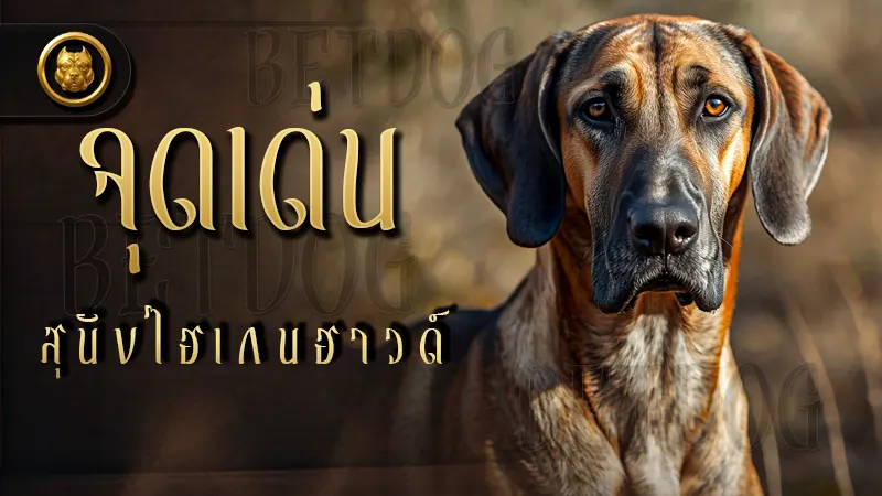 จุดเด่น สุนัขไฮเกนฮาวด์