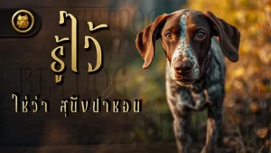 รู้ไว้ ใช่ว่า สุนัขปาชอน