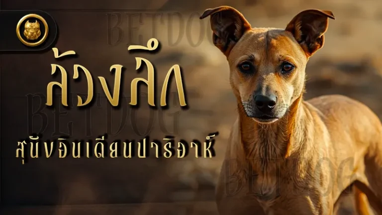 ล้วงลึก สุนัขอินเดียนปาริอาห์