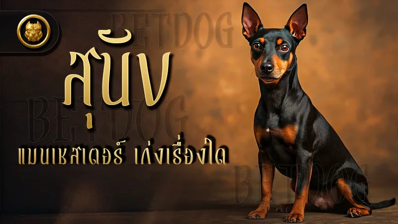 สุนัขแมนเชสเตอร์ เก่งเรื่องใด