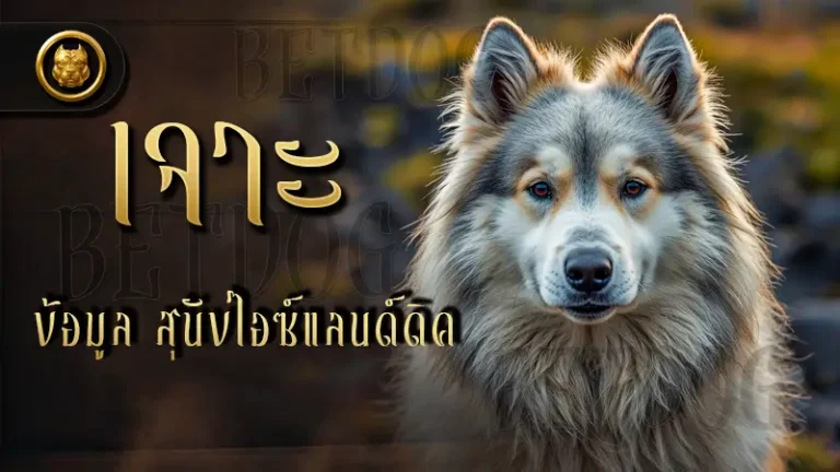 เจาะข้อมูล สุนัขไอซ์แลนด์ดิค