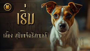 เริ่มเลี้ยง สุนัขแจ็ครัสเซลล์