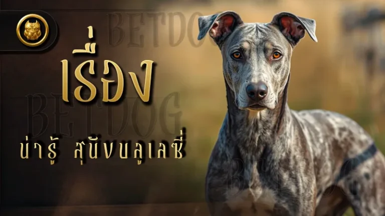 เรื่องน่ารู้ สุนัขบลูเลซี่