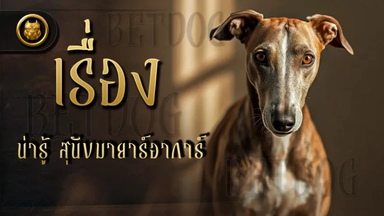 เรื่องน่ารู้ สุนัขมายาร์อาการ์