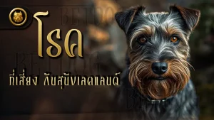 โรคที่เสี่ยง กับสุนัขเลคแลนด์
