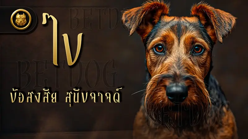 รวมถาม-ตอบเกี่ยวกับ ไขข้อสงสัย สุนัขจาจด์
