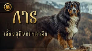 การเลี้ยง สุนัขหิมาลายัน