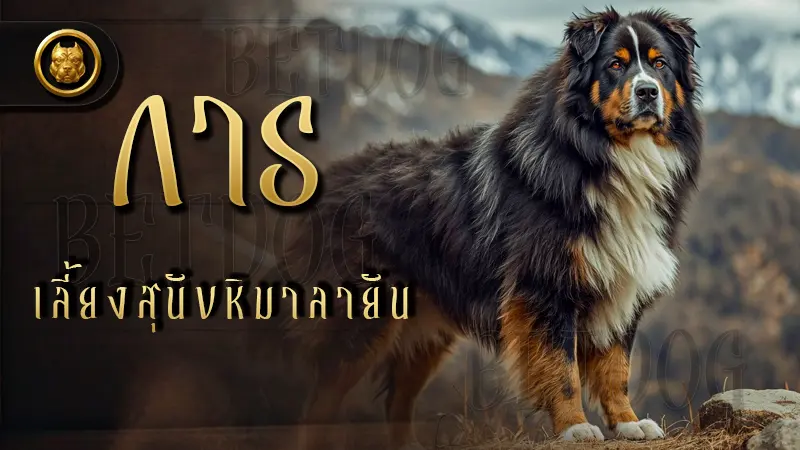 การเลี้ยง สุนัขหิมาลายัน