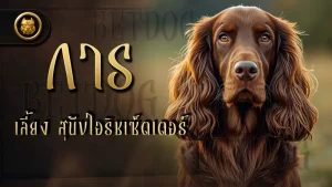 การเลี้ยง สุนัขไอริชเซ็ตเตอร์