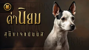 ค่านิยม สุนัขเจแปนนิส