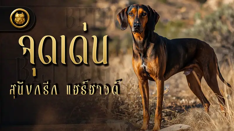 จุดเด่น สุนัขกรีก แฮร์ฮาวด์