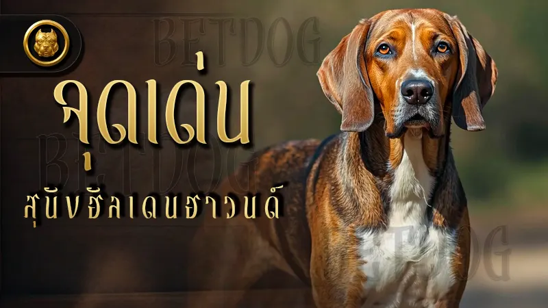 จุดเด่น สุนัขฮัลเดนฮาวนด์