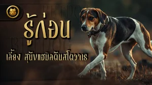 รู้ก่อนเลี้ยง สุนัขแฮมิลตันสโตวาเร