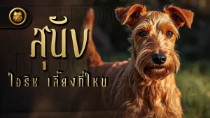 สุนัขไอริช เลี้ยงที่ไหน