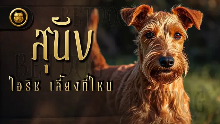สุนัขไอริช เลี้ยงที่ไหน