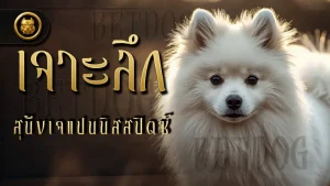 เจาะลึก สุนัขเจแปนนิสสปิตซ์