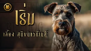 เริ่มเลี้ยง สุนัขนิแวร์เนส์