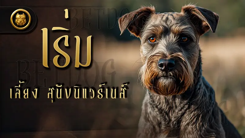 เริ่มเลี้ยง สุนัขนิแวร์เนส์