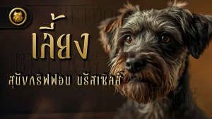เลี้ยง สุนัขกริฟฟอน บรัสเซิลส์