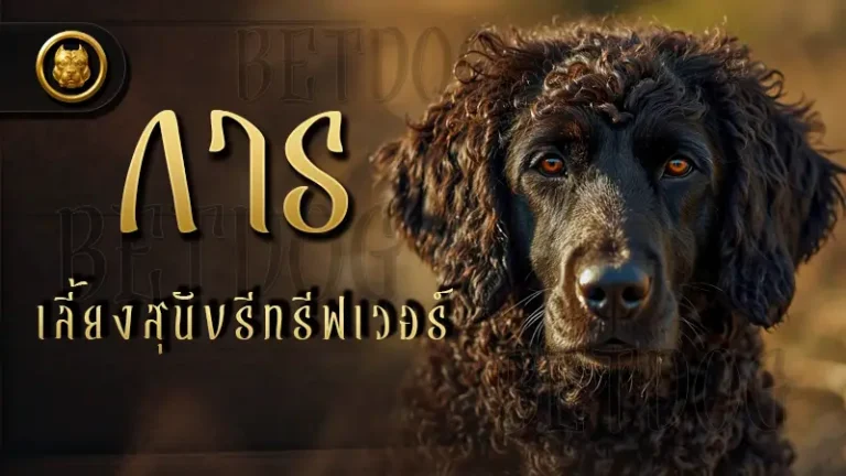 การเลี้ยง สุนัขรีทรีฟเวอร์