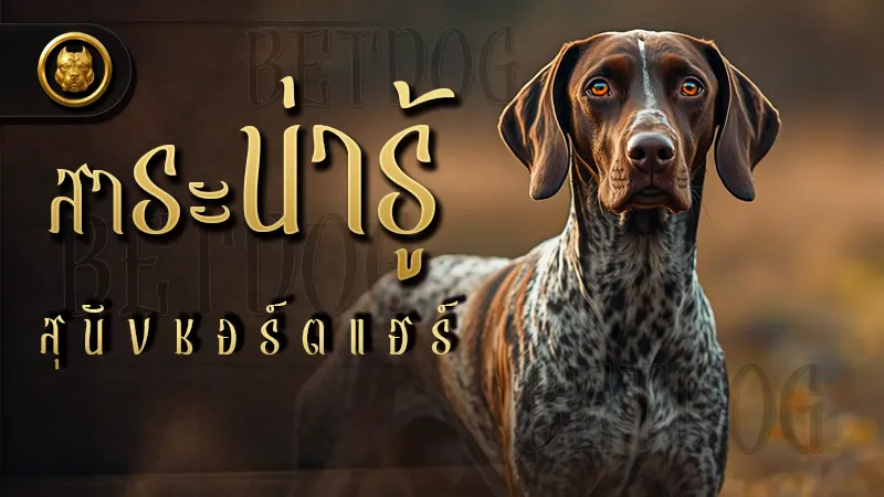 รวมถาม-ตอบเกี่ยวกับ สาระน่ารู้ สุนัขชอร์ตแฮร์