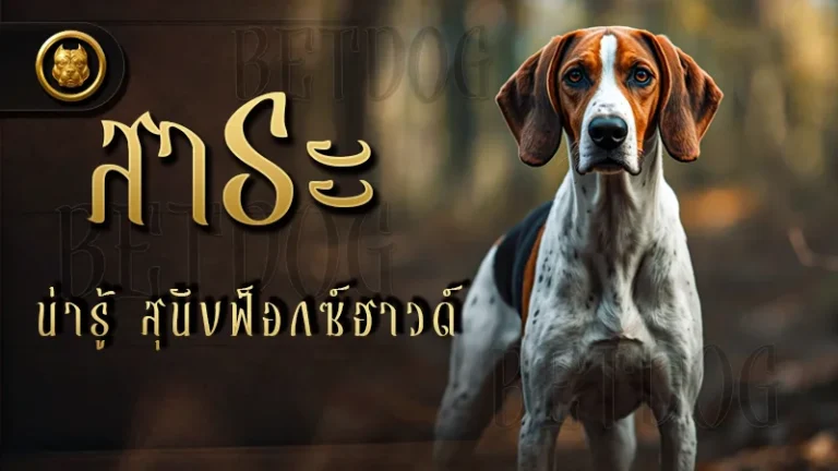 สาระน่ารู้ สุนัขฟ็อกซ์ฮาวด์