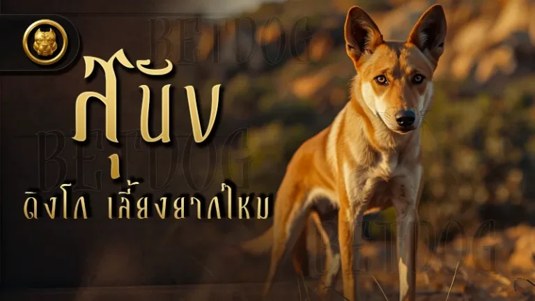 สุนัขดิงโก เลี้ยงยากไหม