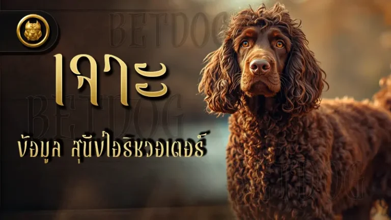 เจาะข้อมูล สุนัขไอริชวอเตอร์