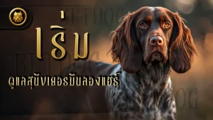 เริ่มดูแล สุนัขเยอรมันลองแฮร์