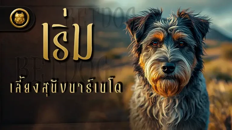 เริ่มเลี้ยง สุนัขบาร์เบโด