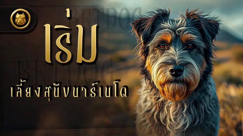 เริ่มเลี้ยง สุนัขบาร์เบโด