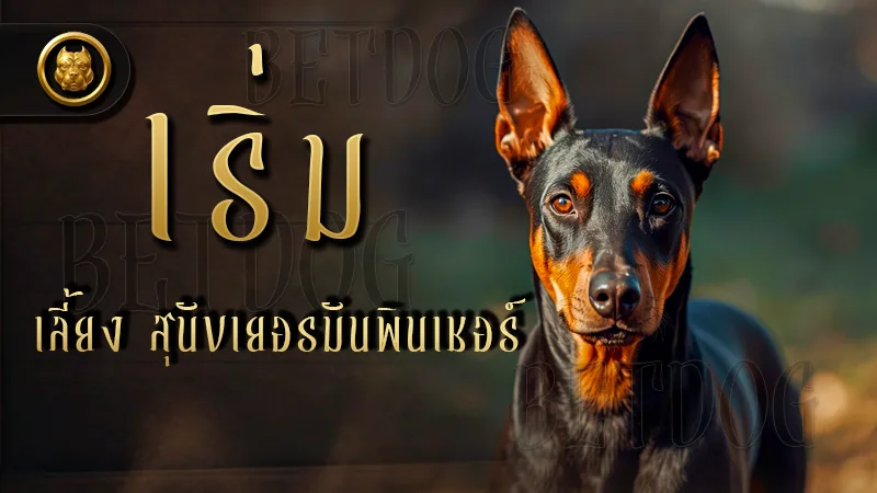 รวมถาม-ตอบเกี่ยวกับ เริ่มเลี้ยง สุนัขเยอรมันพินเชอร์
