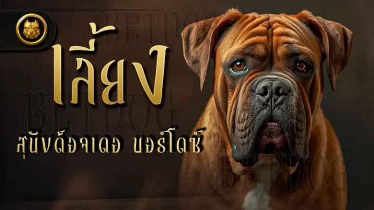 เลี้ยง สุนัขด็อจเดอ บอร์โดซ์