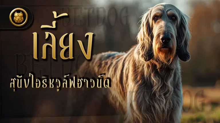 เลี้ยง สุนัขไอริชวูล์ฟฮาวน์ด