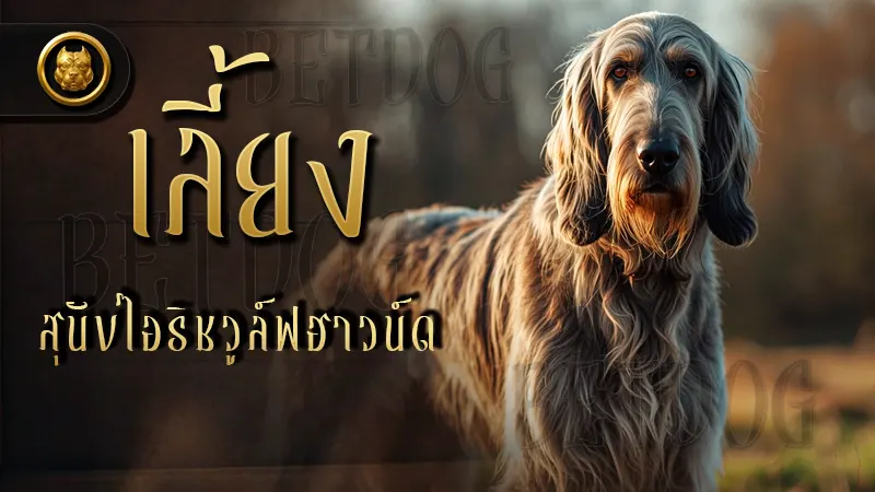 เลี้ยง สุนัขไอริชวูล์ฟฮาวน์ด